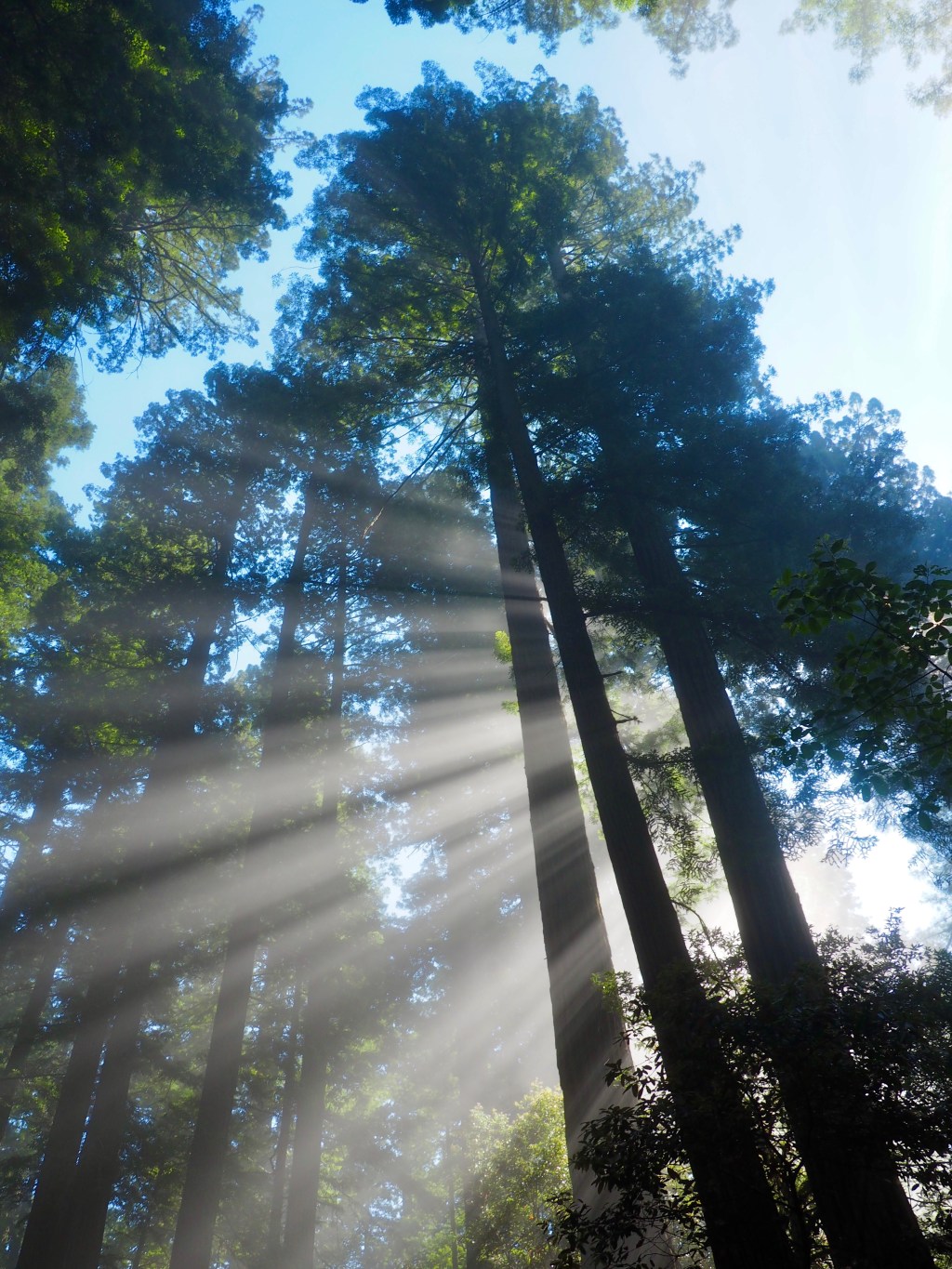 The World’s Tallest&nbsp;Trees