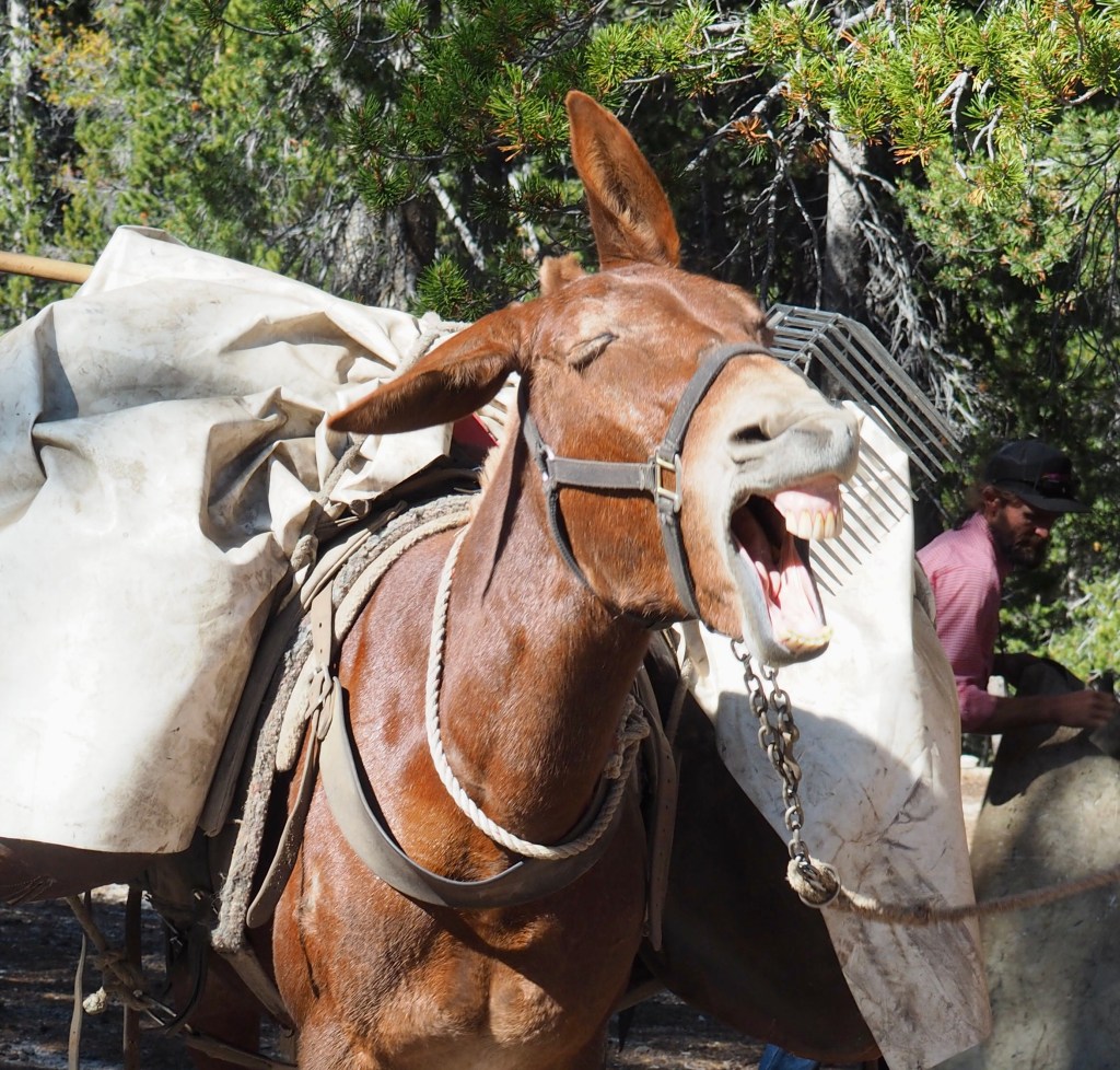 John Muir Trail: Mules, Meals & Camp&nbsp;Life