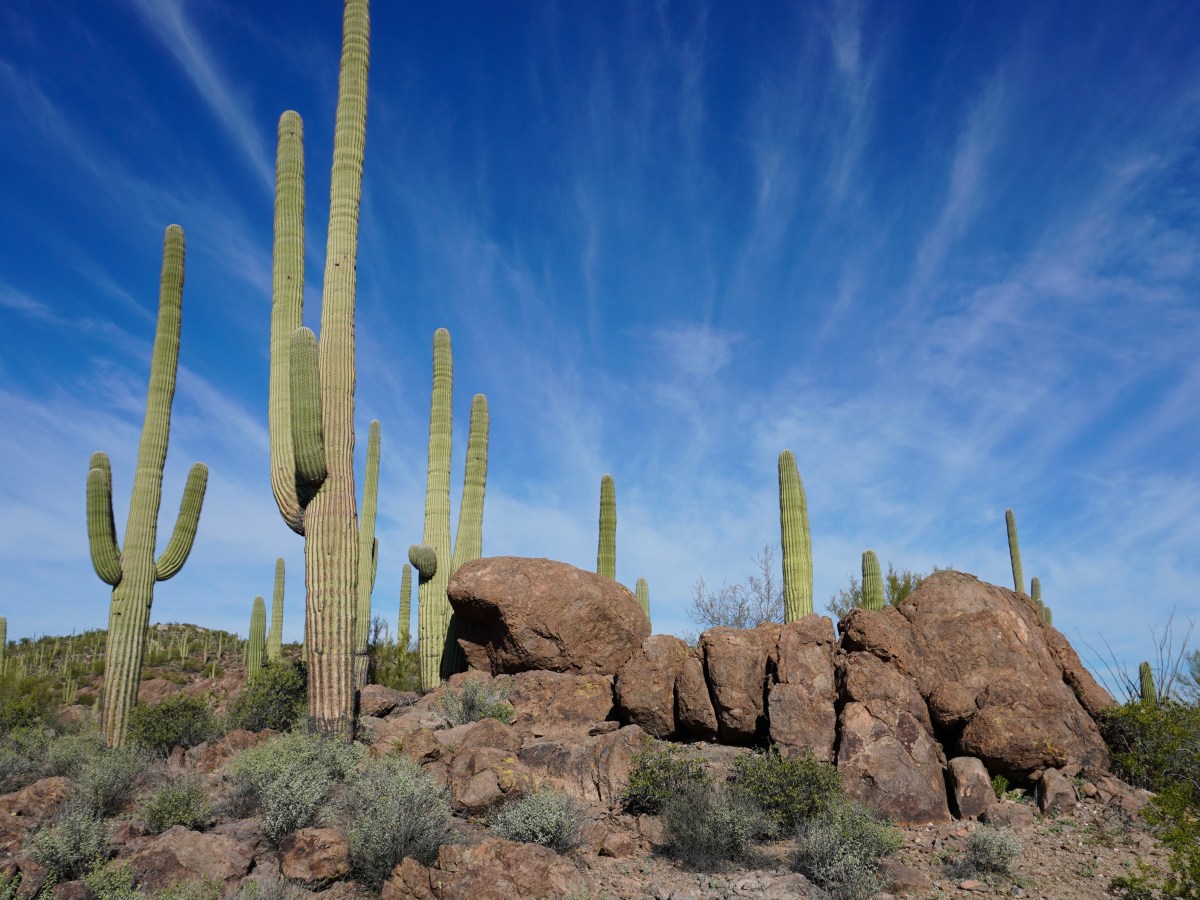 Continuous Travelers – Desert&nbsp;Icons