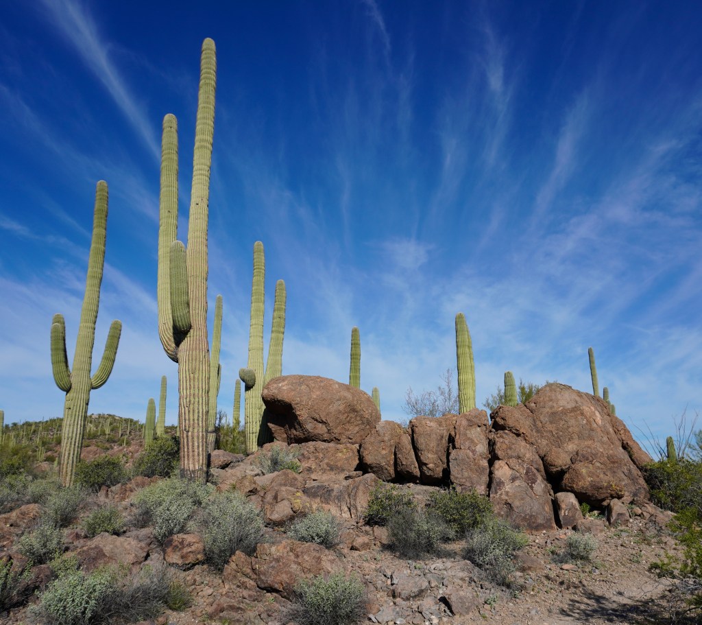 Continuous Travelers – Desert&nbsp;Icons